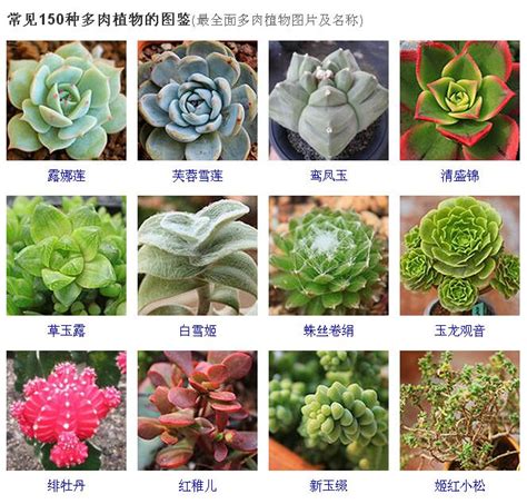 植物有哪些|身边常见的100种植物，花草49种树木51种，有图片有简介，易记住